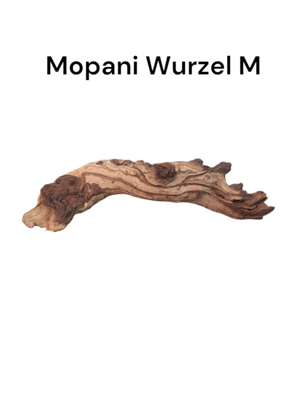 Mopaniwurzel M